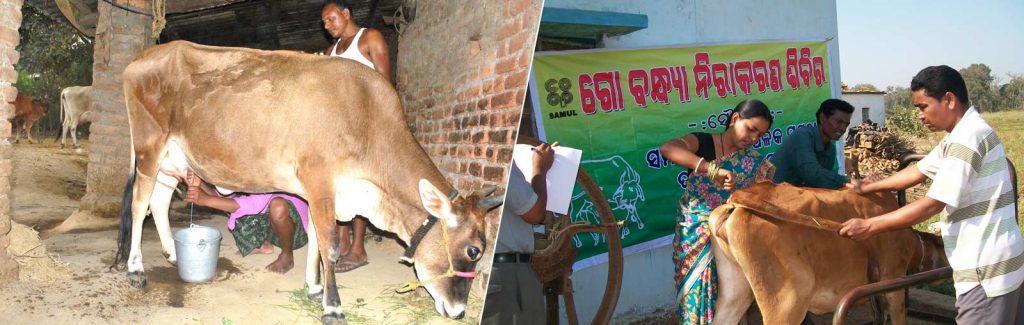 Samaleswari Regional Cooperative Milk Producers' Union Ltd., Sambalpur ...